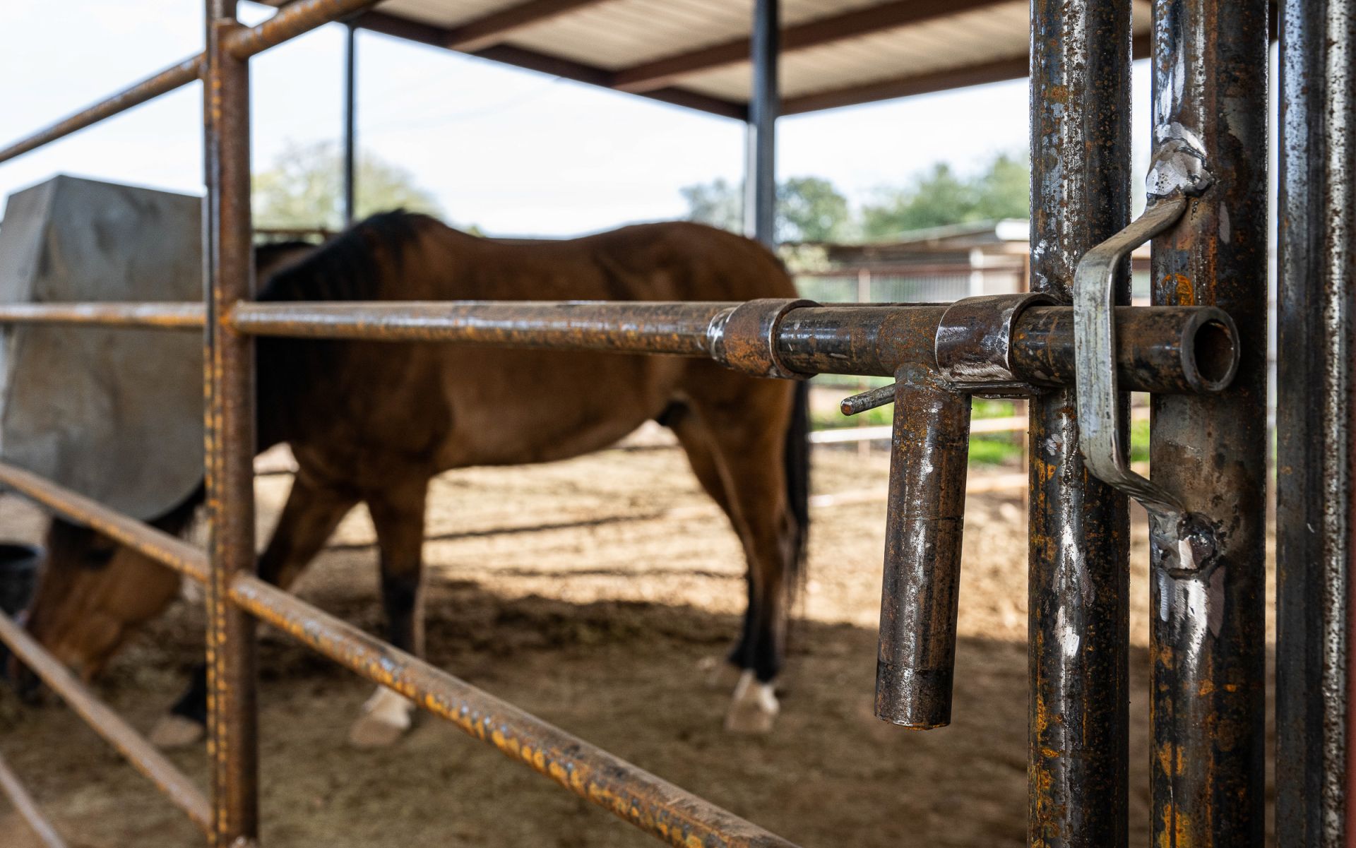 Corral panel hardware close-up with horse Arizona