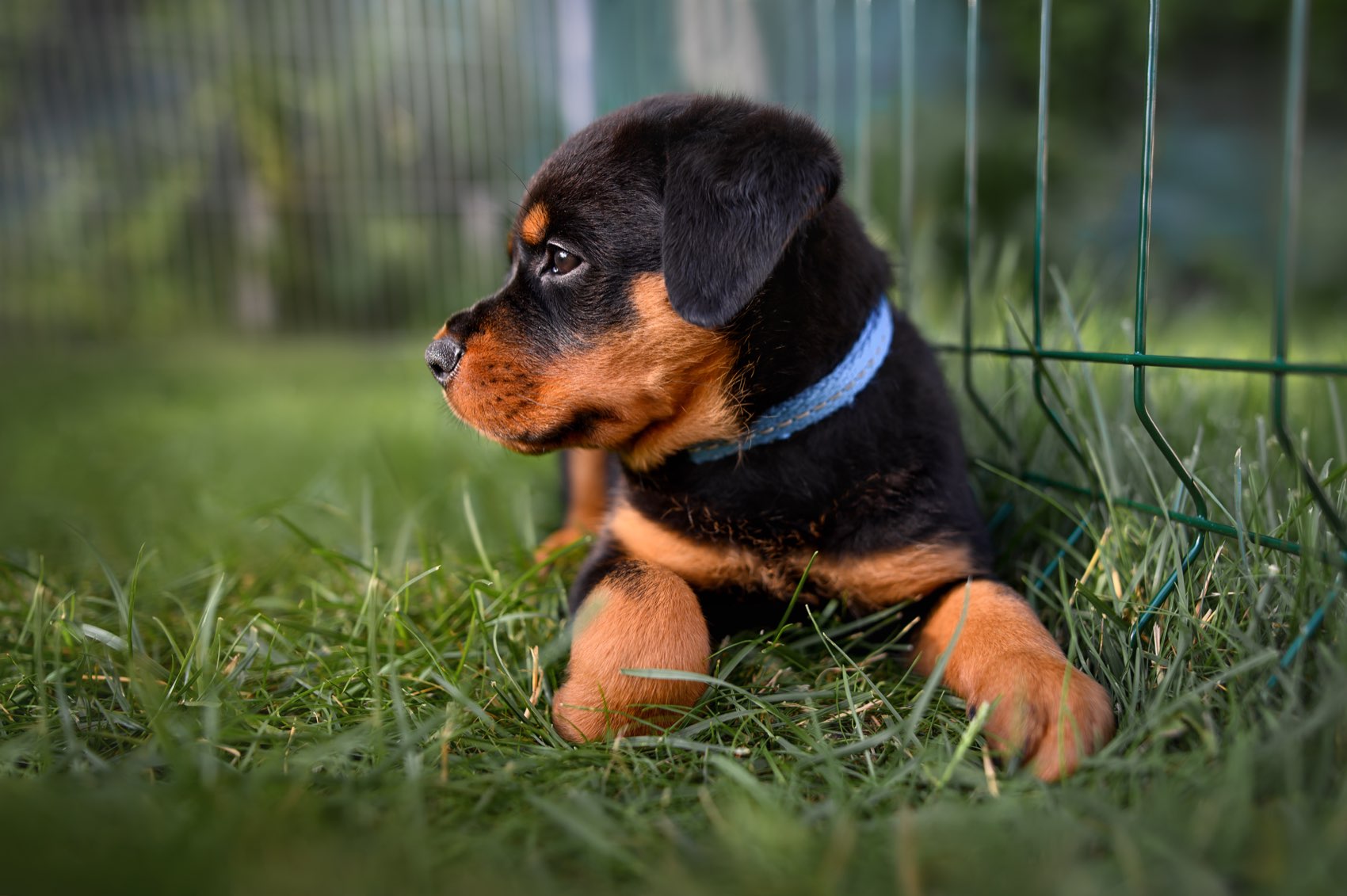Puppy in a chain-link dog run in Arizona