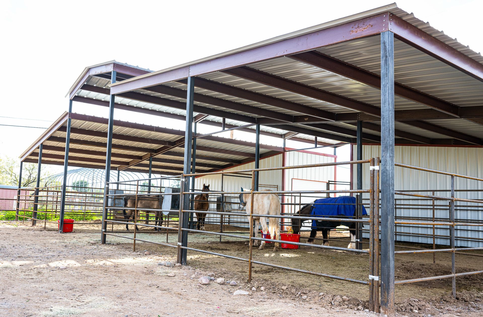 Mare motel with horses one in blue blanket Arizona