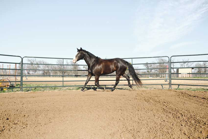 Round Pens